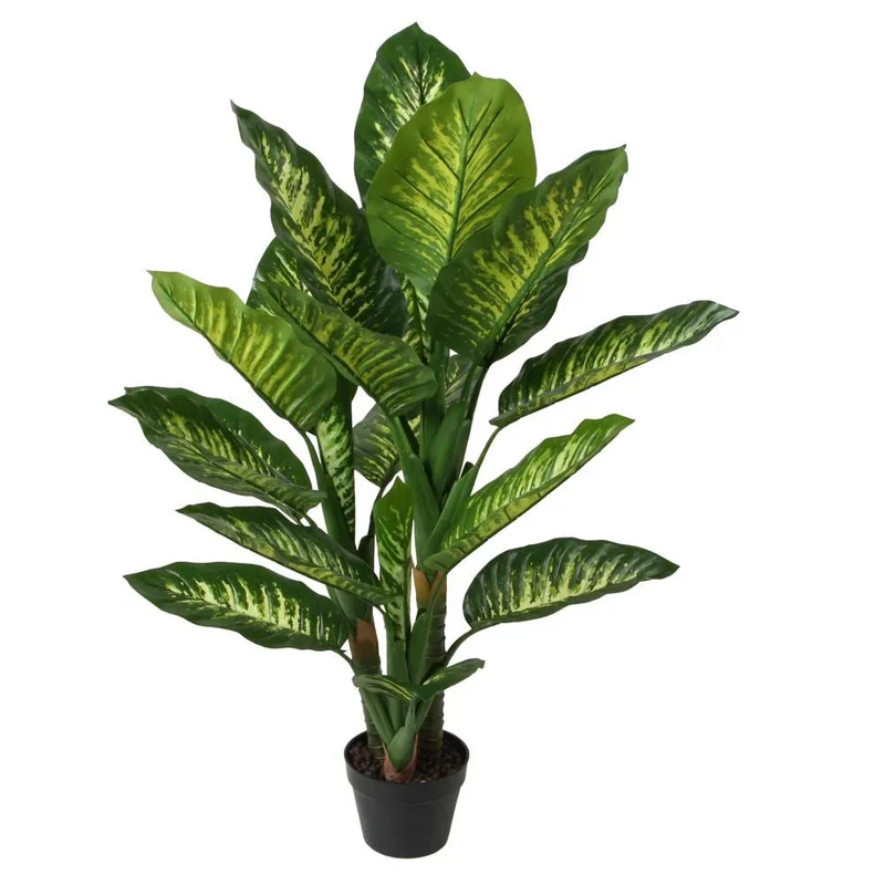 ديفينباخيا