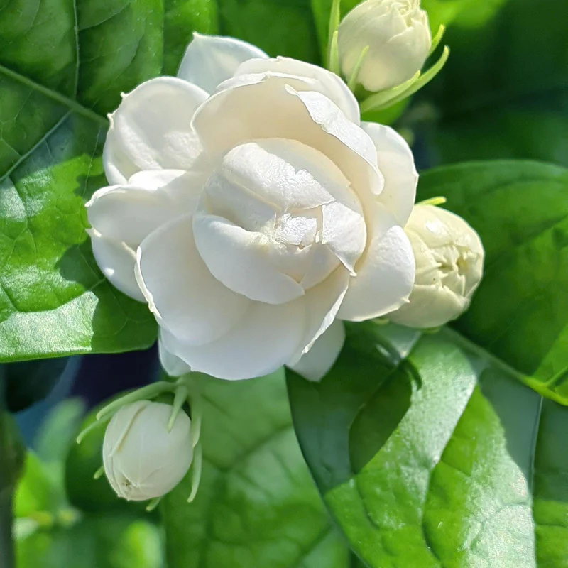 ياسمين موغرا "لبناني كامل" (ارتفاع 40-50 سم، نبتة واحدة في وعاء 15 سم)