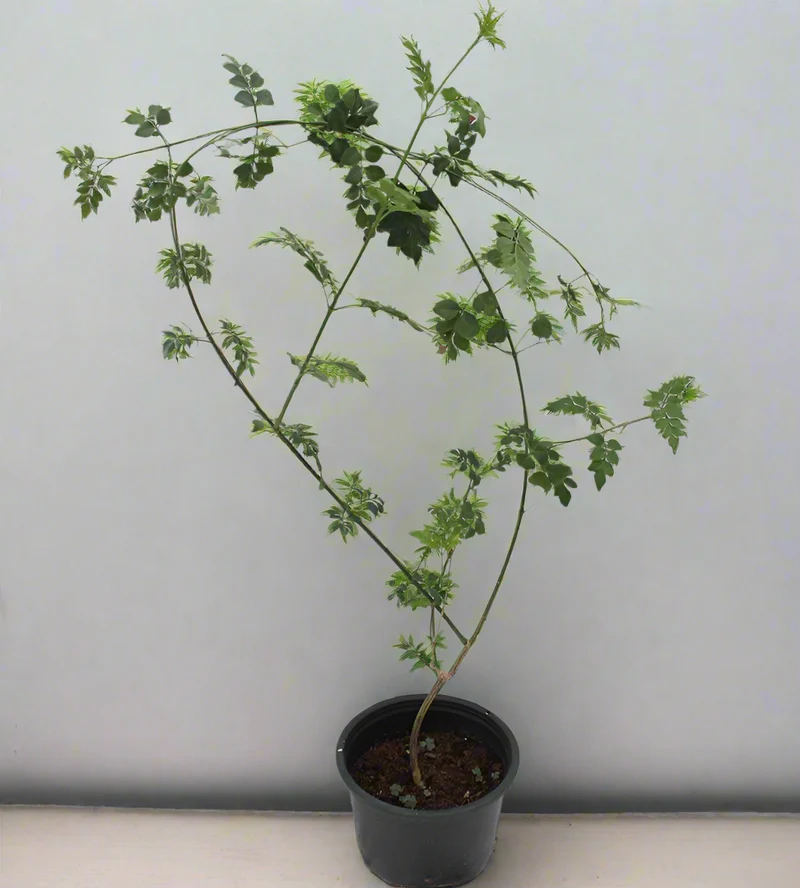 ياسمين أوفيسينال V15 وعاء