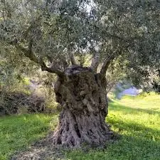 شجر زيتون