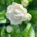 ياسمين موغرا "لبناني كامل" (ارتفاع 40-50 سم، نبتة واحدة في وعاء 15 سم)