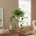 ياسمين أوفيسينال V15 وعاء